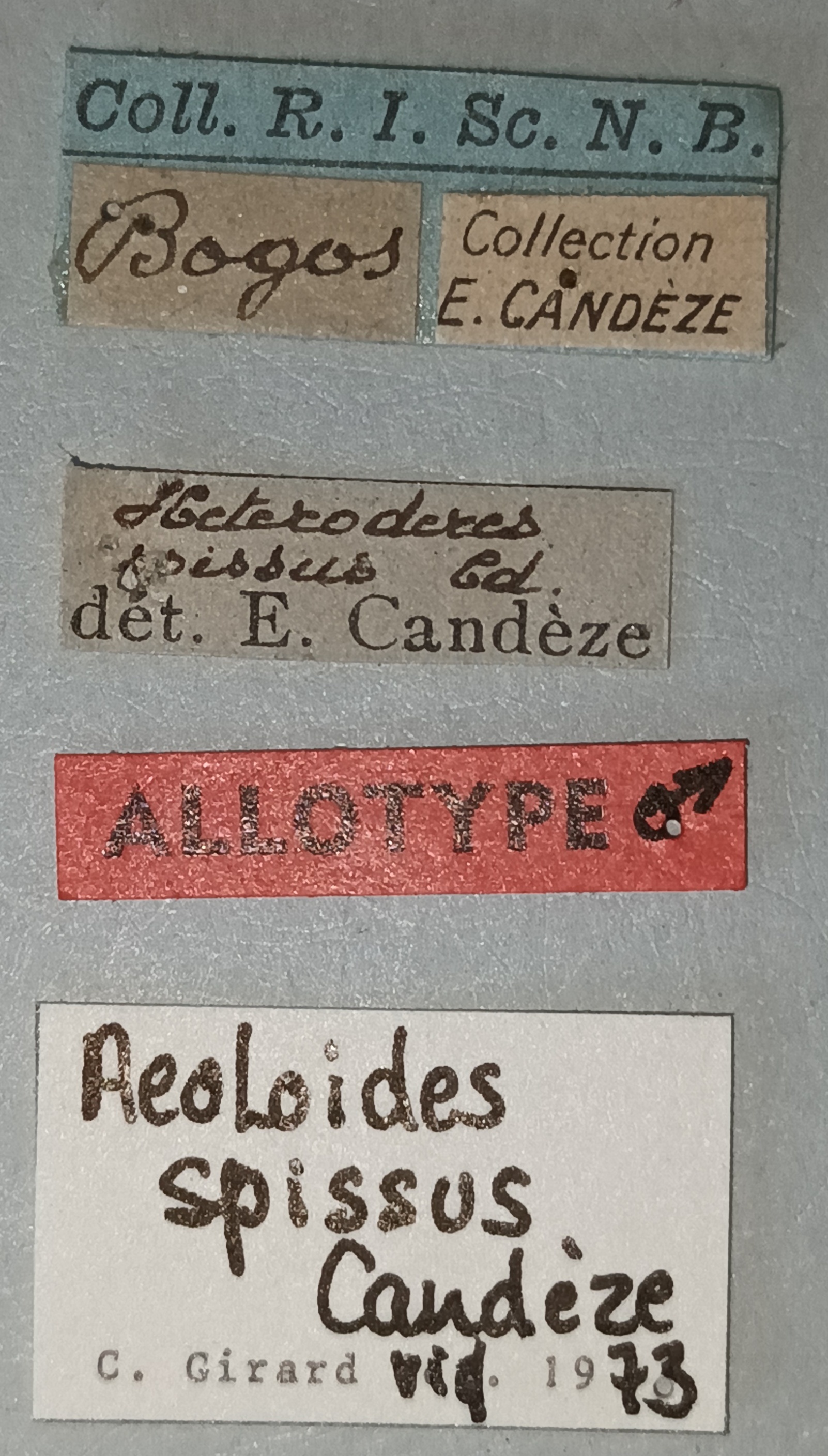Aeoloides spissus M At Labels.jpg