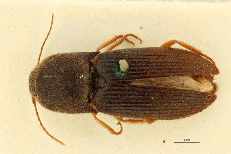 Aeoloides spissus F Lt D.jpg