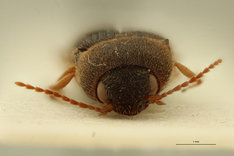 Aeoloides spissus F Lt F.jpg