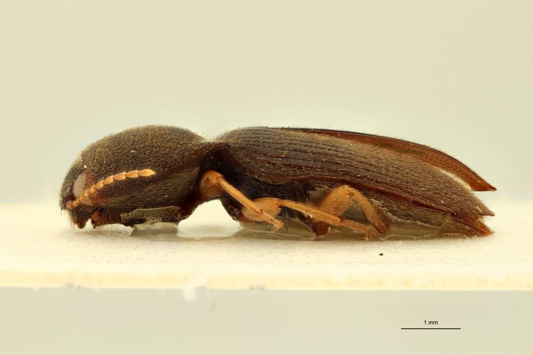 Aeoloides spissus F Lt L.jpg