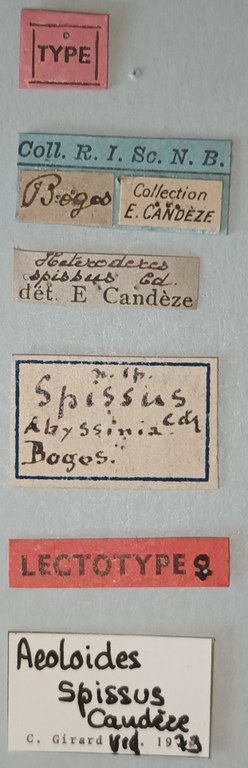 Aeoloides spissus F Lt Labels.jpg