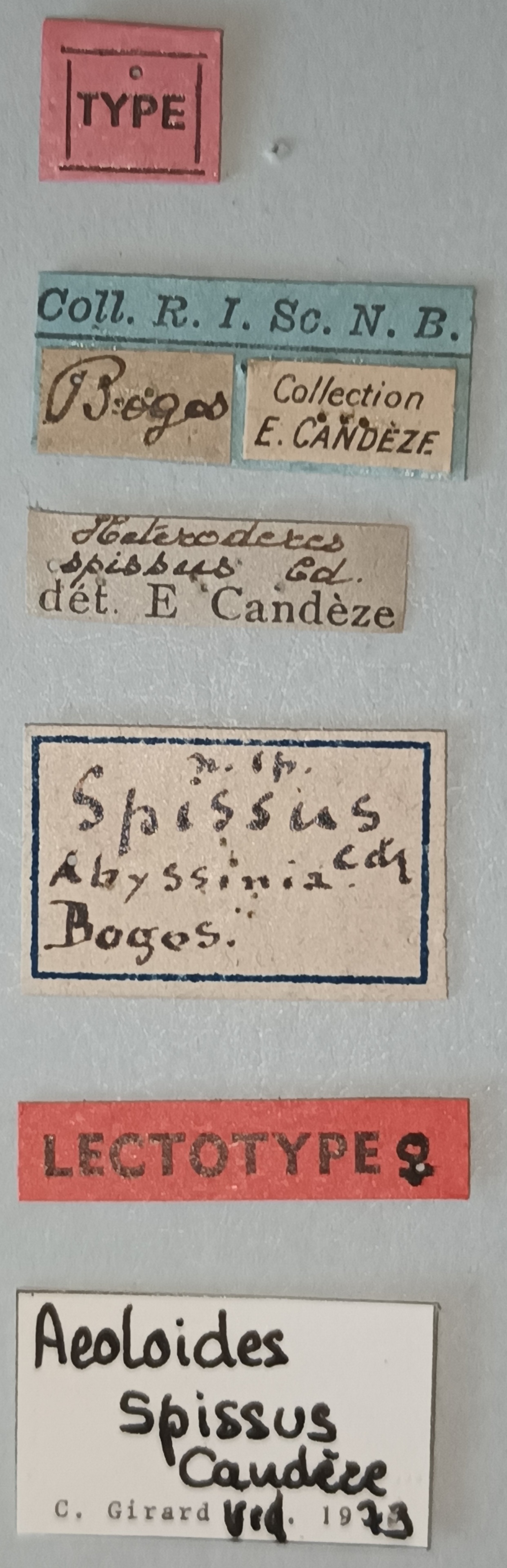 Aeoloides spissus F Lt Labels.jpg