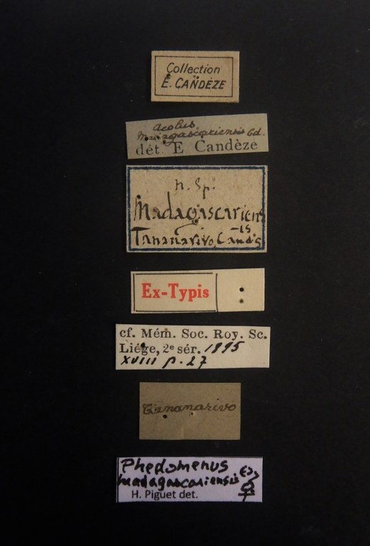 Aeolus madagascariensis F ext Labels.JPG