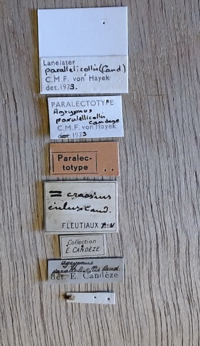 Agrypnus parallelicollis plt Labels.png