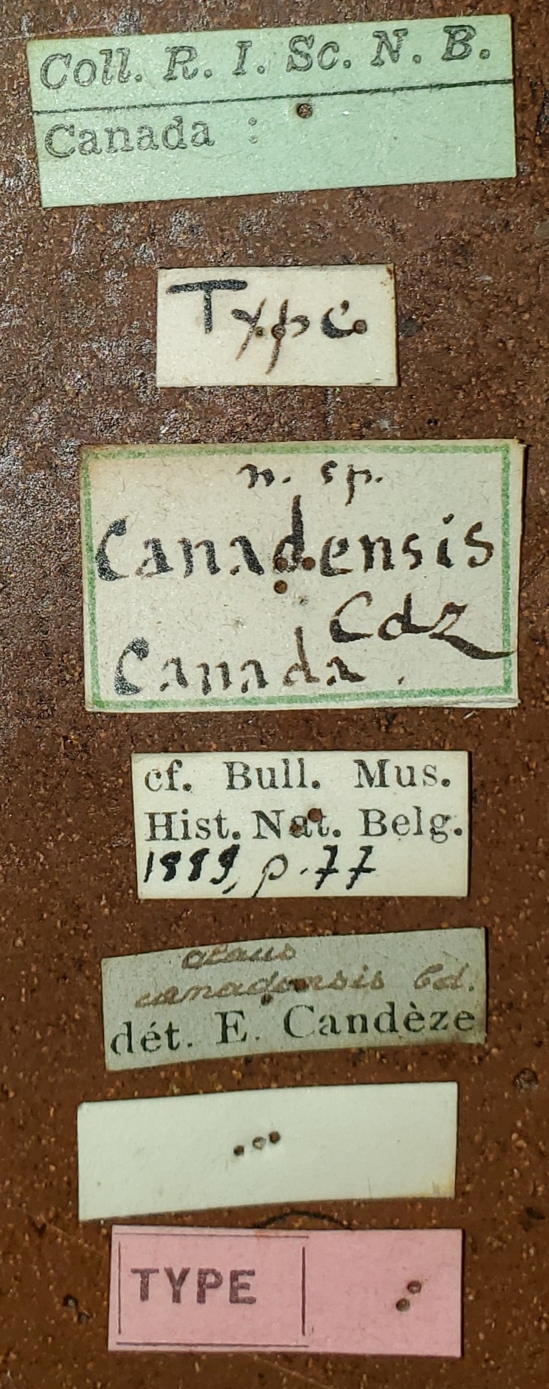 Alaus canadensis T Labels.jpg