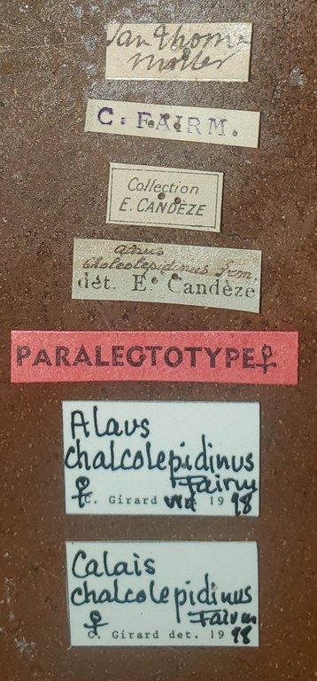 Alaus chalcolepidinus F Plt Labels.jpg