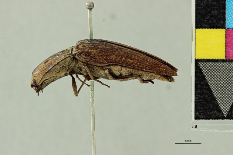 Alaus chalcolepidinus F Lt L.jpg