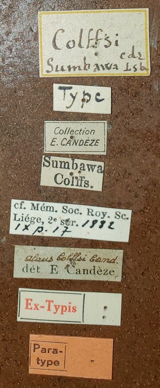 Alaus colffsi Pt Labels.jpg