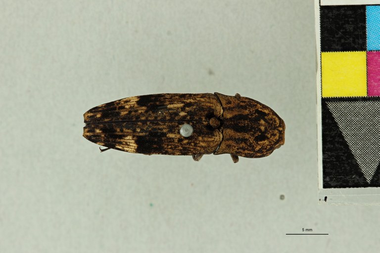 Alaus colffsi Pt D.jpg