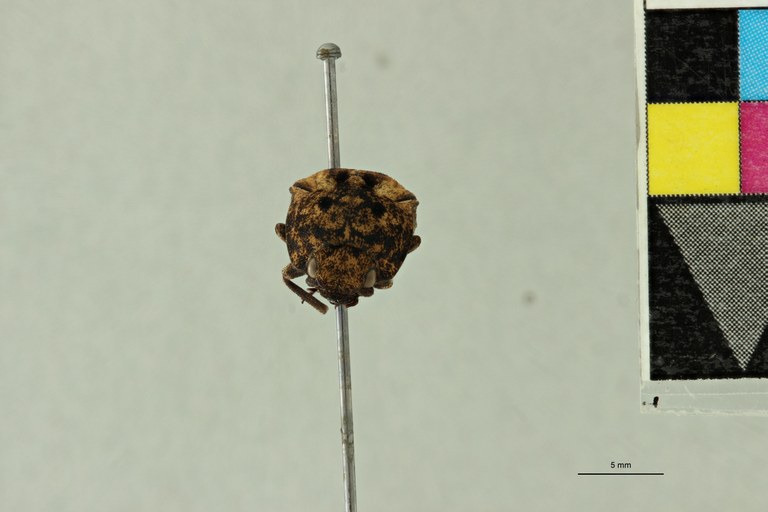 Alaus colffsi Pt F.jpg