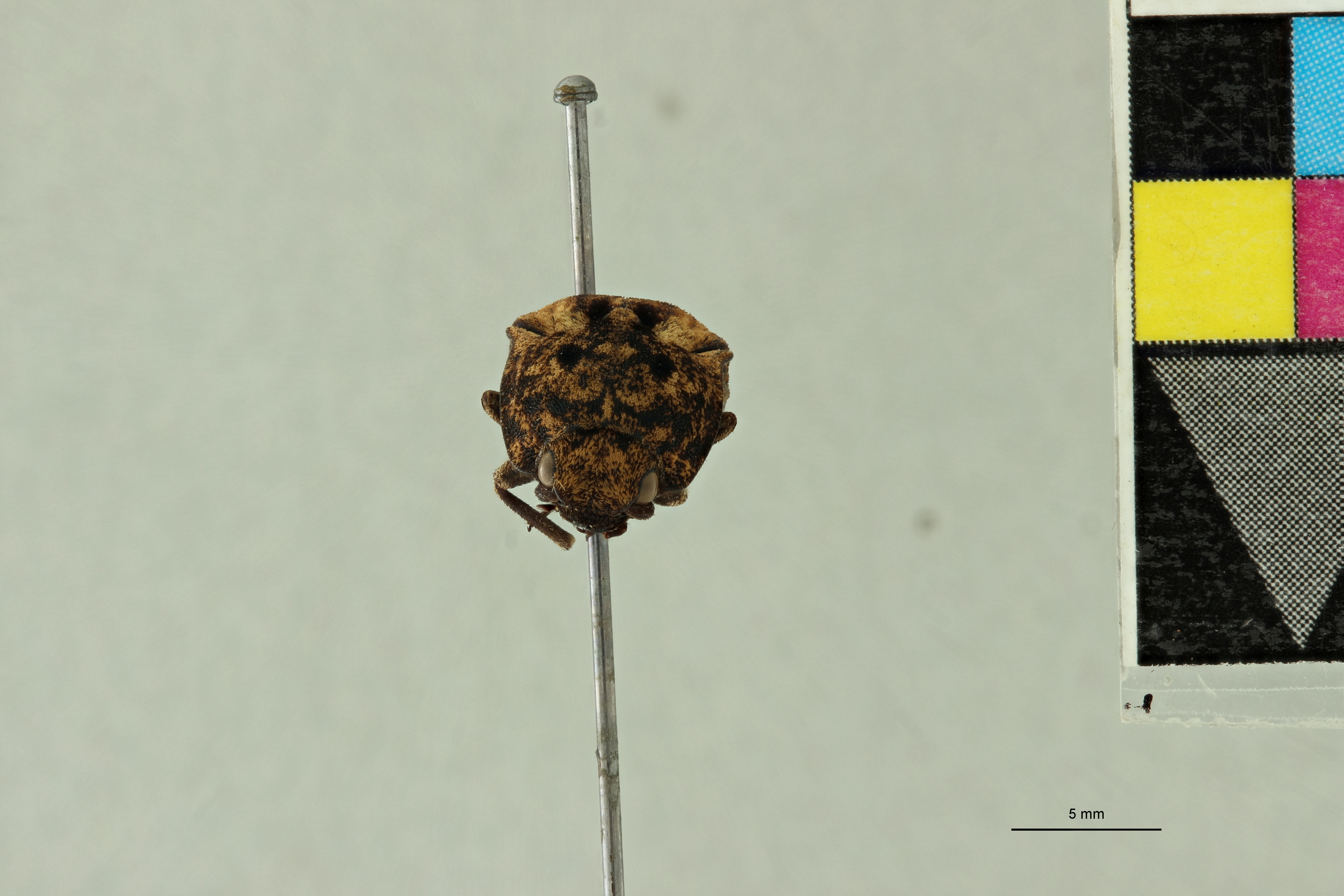 Alaus colffsi Pt F.jpg