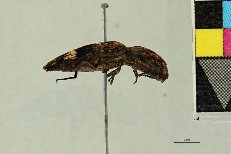 Alaus colffsi Pt L.jpg