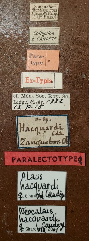 Alaus hacquardi F Plt Labels.jpg