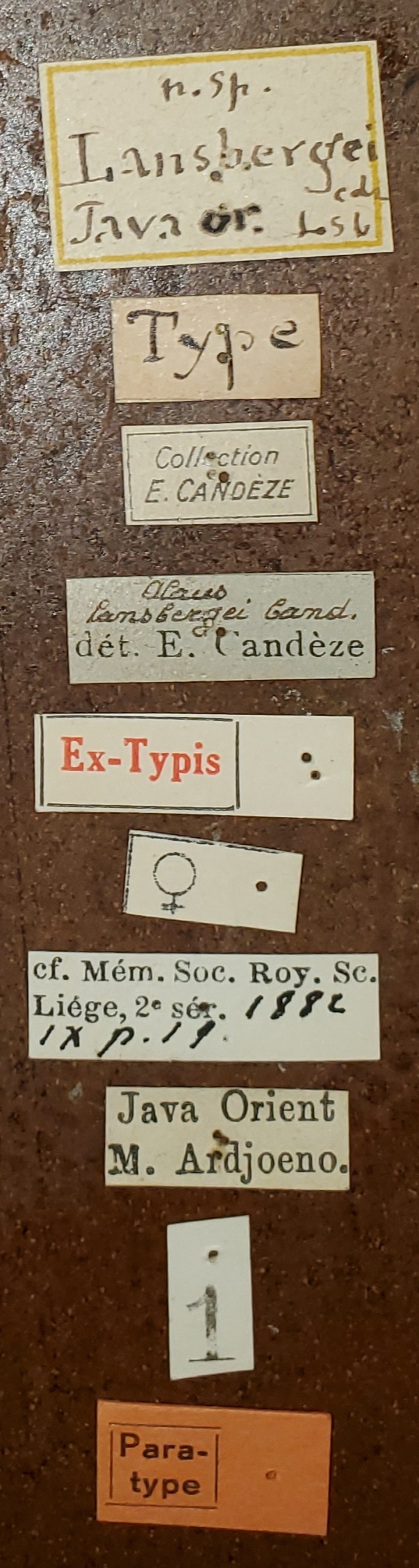 Alaus lansbergei F Pt Labels.jpg