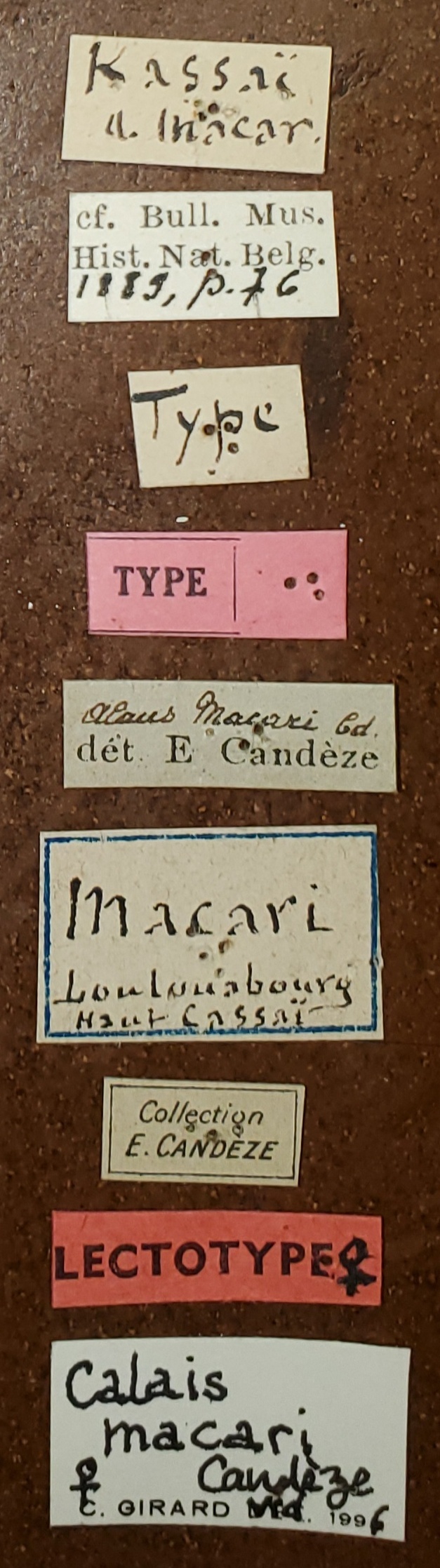 Alaus macari F Lt Labels.jpg