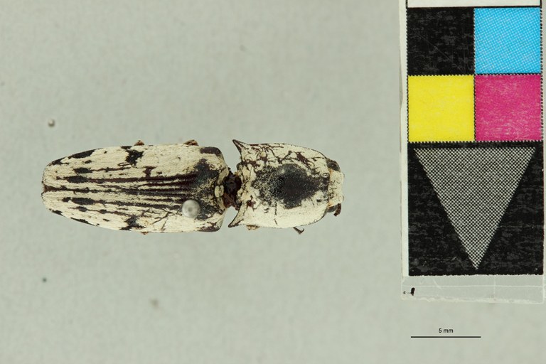 Alaus mahenus Pt D.jpg