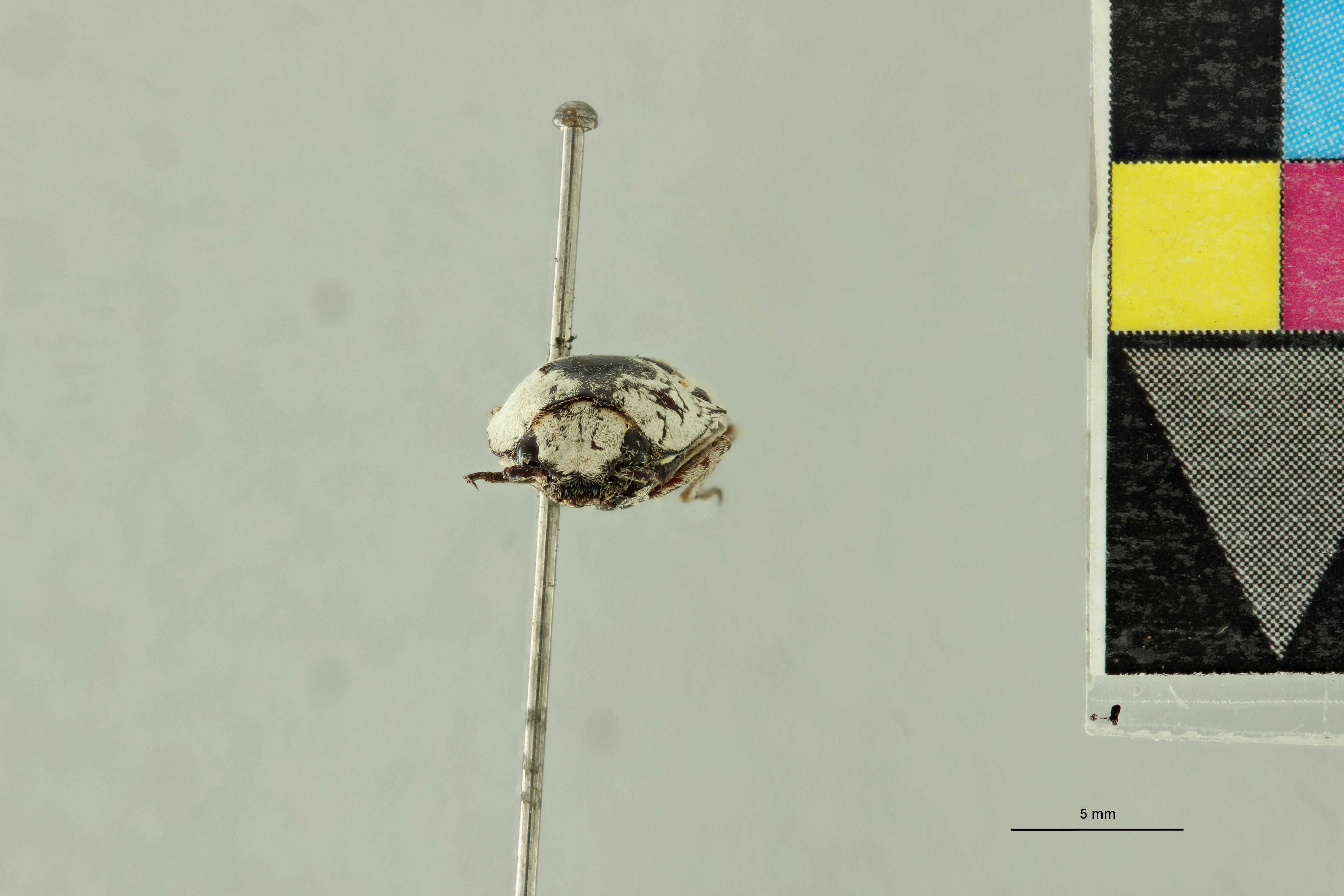 Alaus mahenus Pt F.jpg