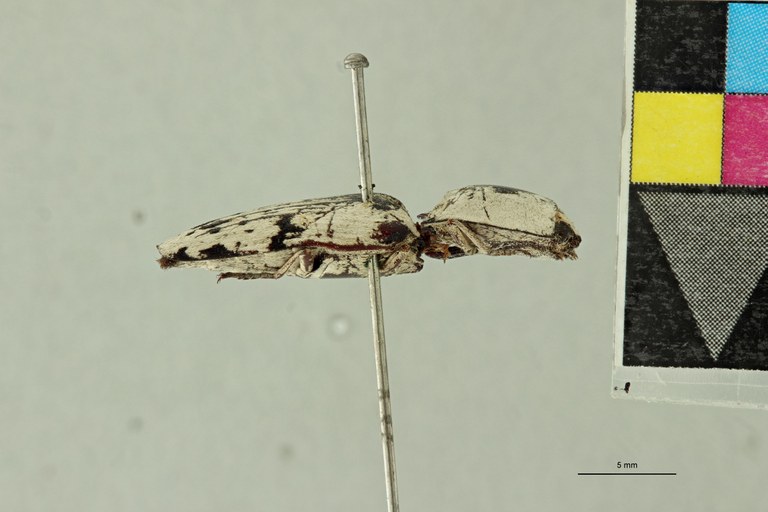 Alaus mahenus Pt L.jpg