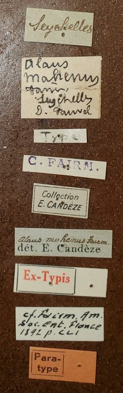 Alaus mahenus Pt Labels.jpg