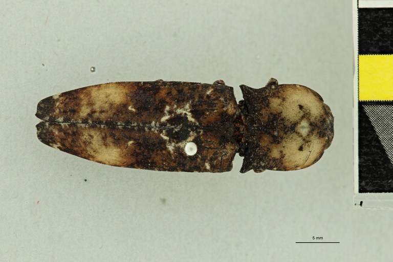 Alaus mniszechi Pt D.jpg