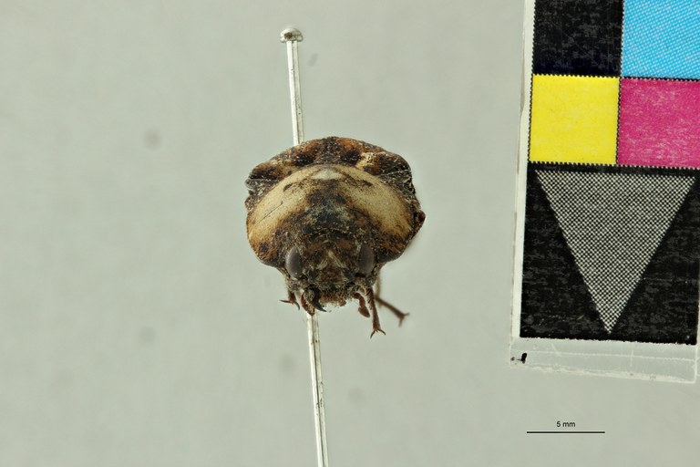 Alaus mniszechi Pt F.jpg