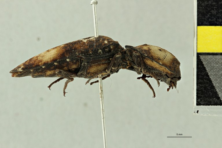 Alaus mniszechi Pt L.jpg