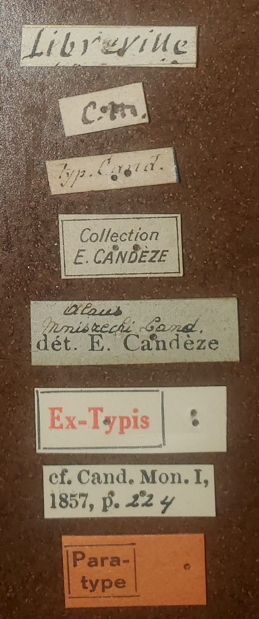 Alaus mniszechi Pt Labels.jpg