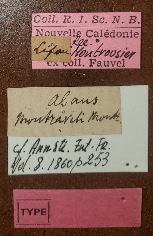 Alaus montraveli T Labels.jpg