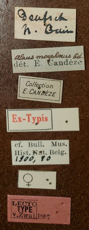 Alaus morphnus F Lt Labels.jpg