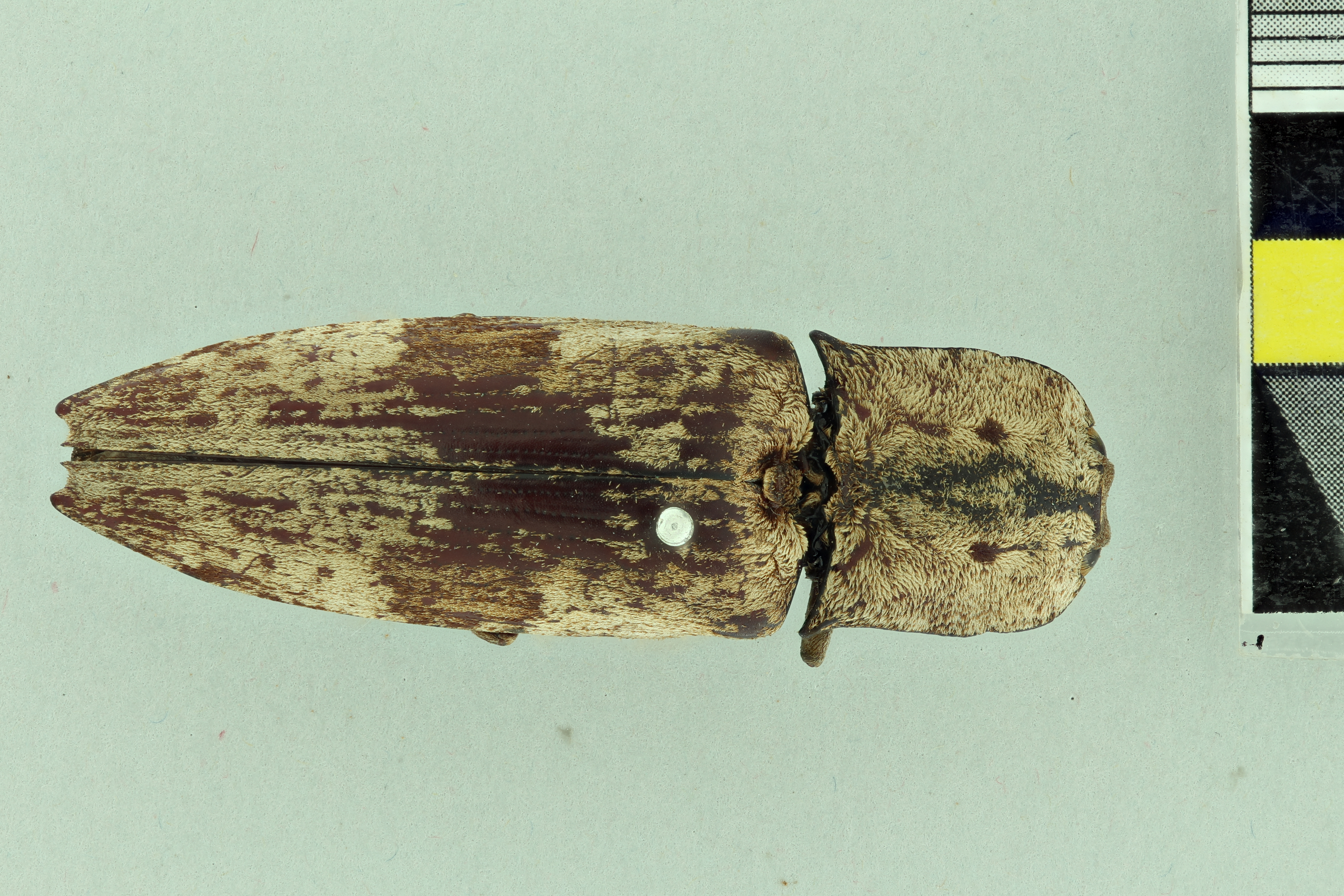 Alaus patricius Pt D.jpg