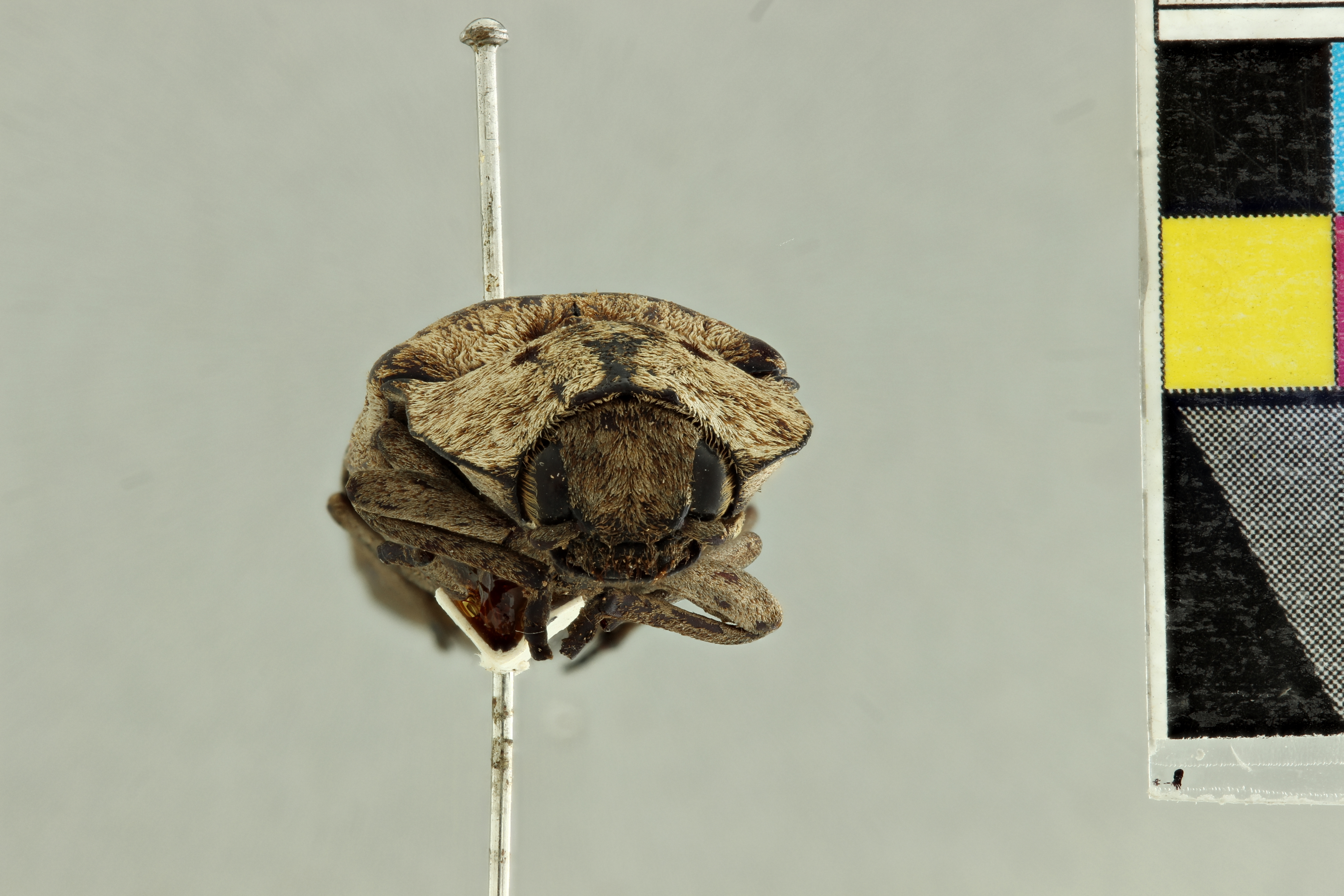 Alaus patricius Pt F.jpg