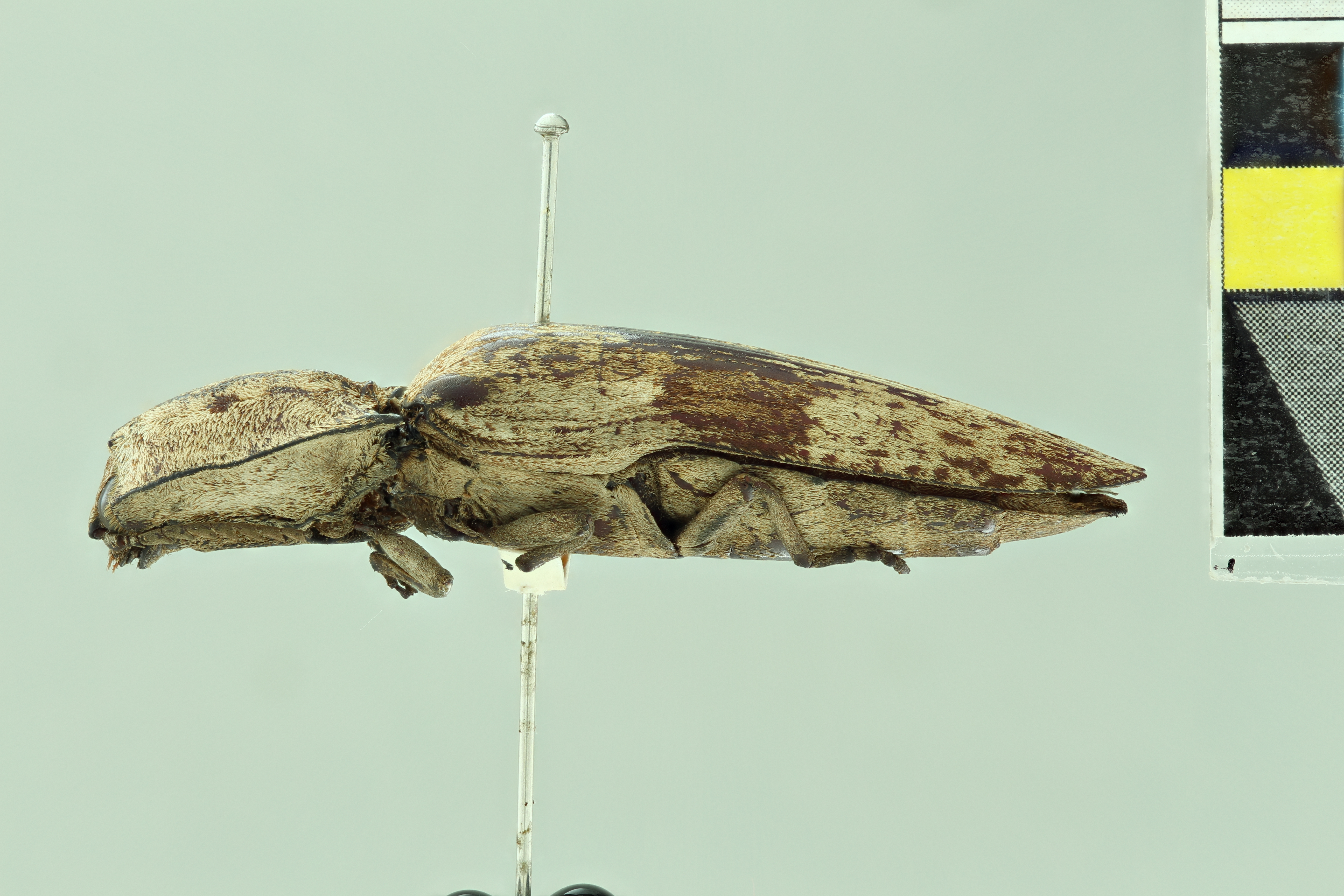 Alaus patricius Pt L.jpg