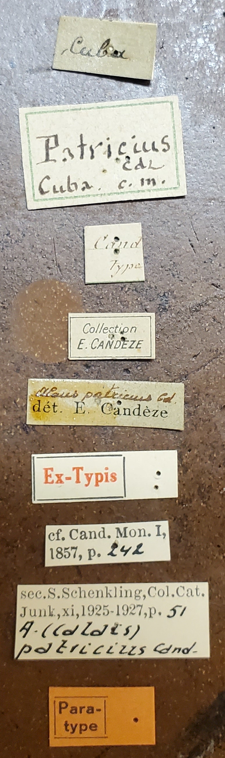 Alaus patricius Pt Labels.jpg