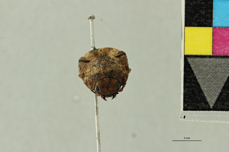 Alaus platteuwi M Pt F.jpg Alaus platteuwi M Pt F.jpg