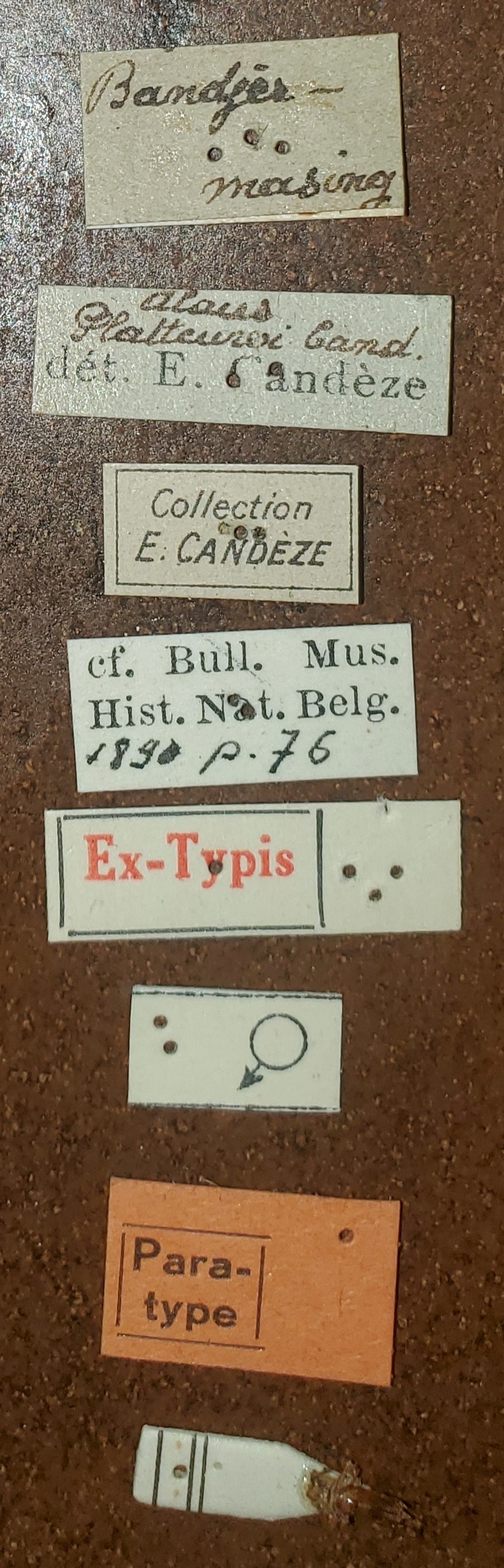 Alaus platteuwi M Pt Labels.jpg