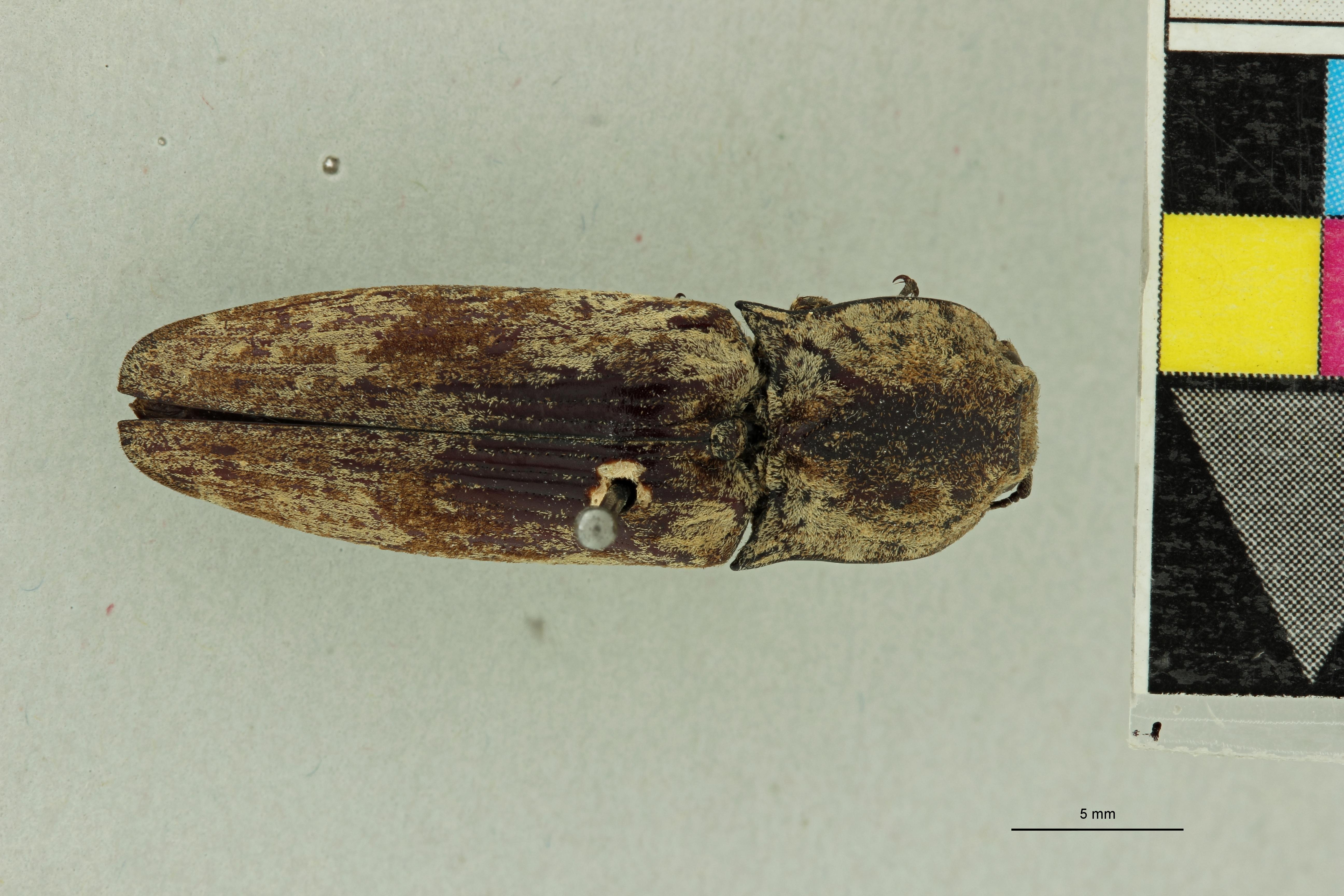 Alaus pulvereus F Lt D.jpg