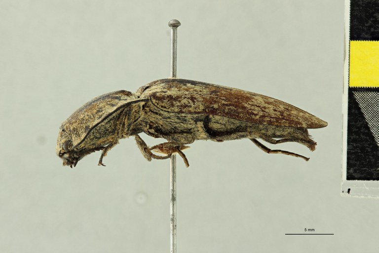 Alaus pulvereus F Lt L.jpg