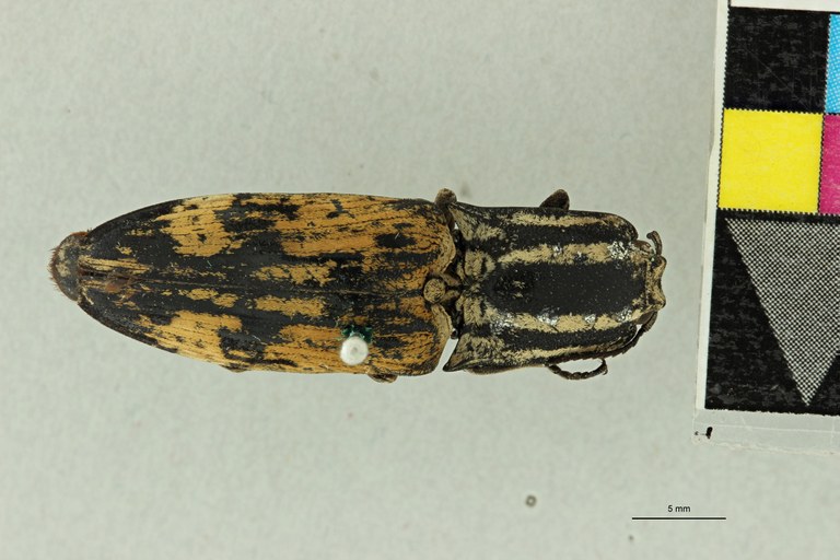 Alaus quadrivittatus St D.jpg