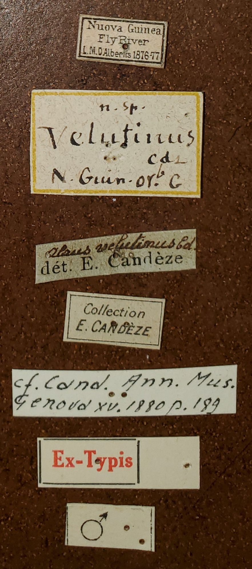 Alaus velutinus M St Labels.jpg