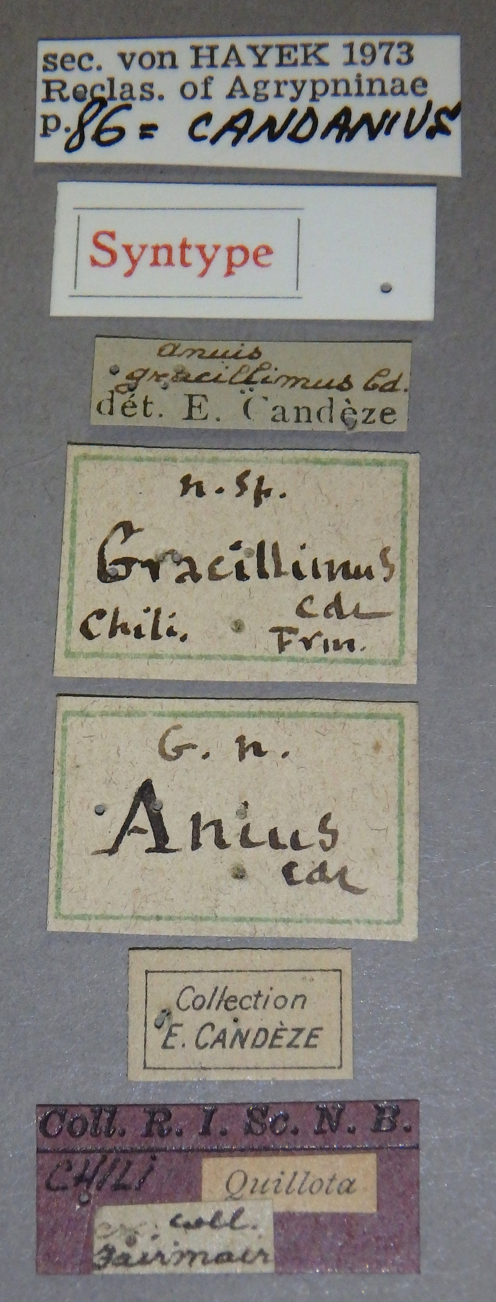 Anius gracillimus st Lb.jpg