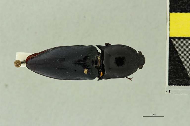 Anthracalaus moricii Lt D.jpg