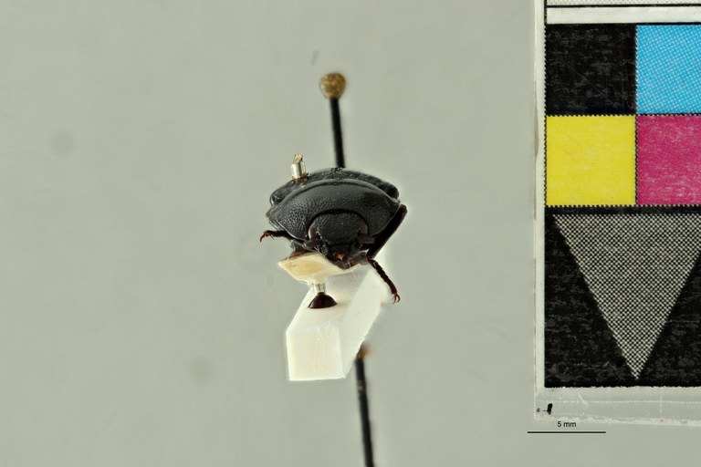 Anthracalaus moricii Lt F.jpg