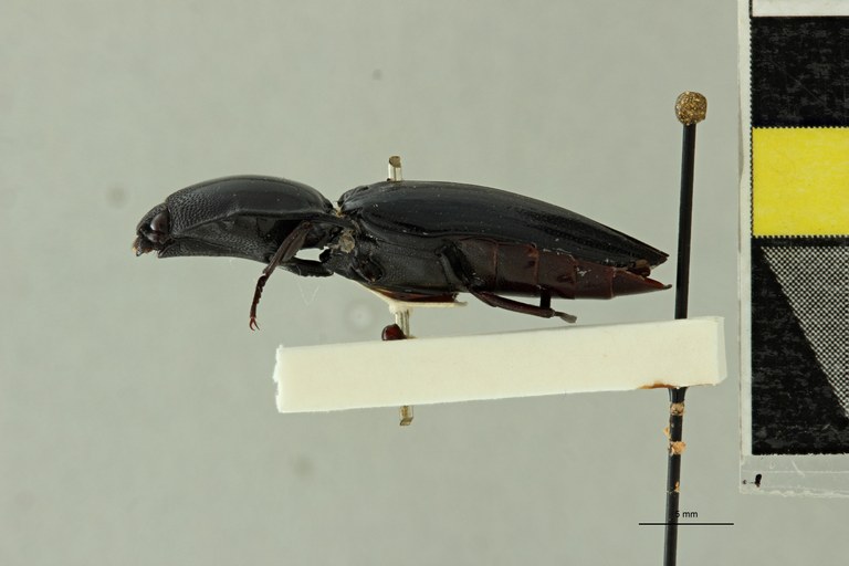 Anthracalaus moricii Lt L.jpg