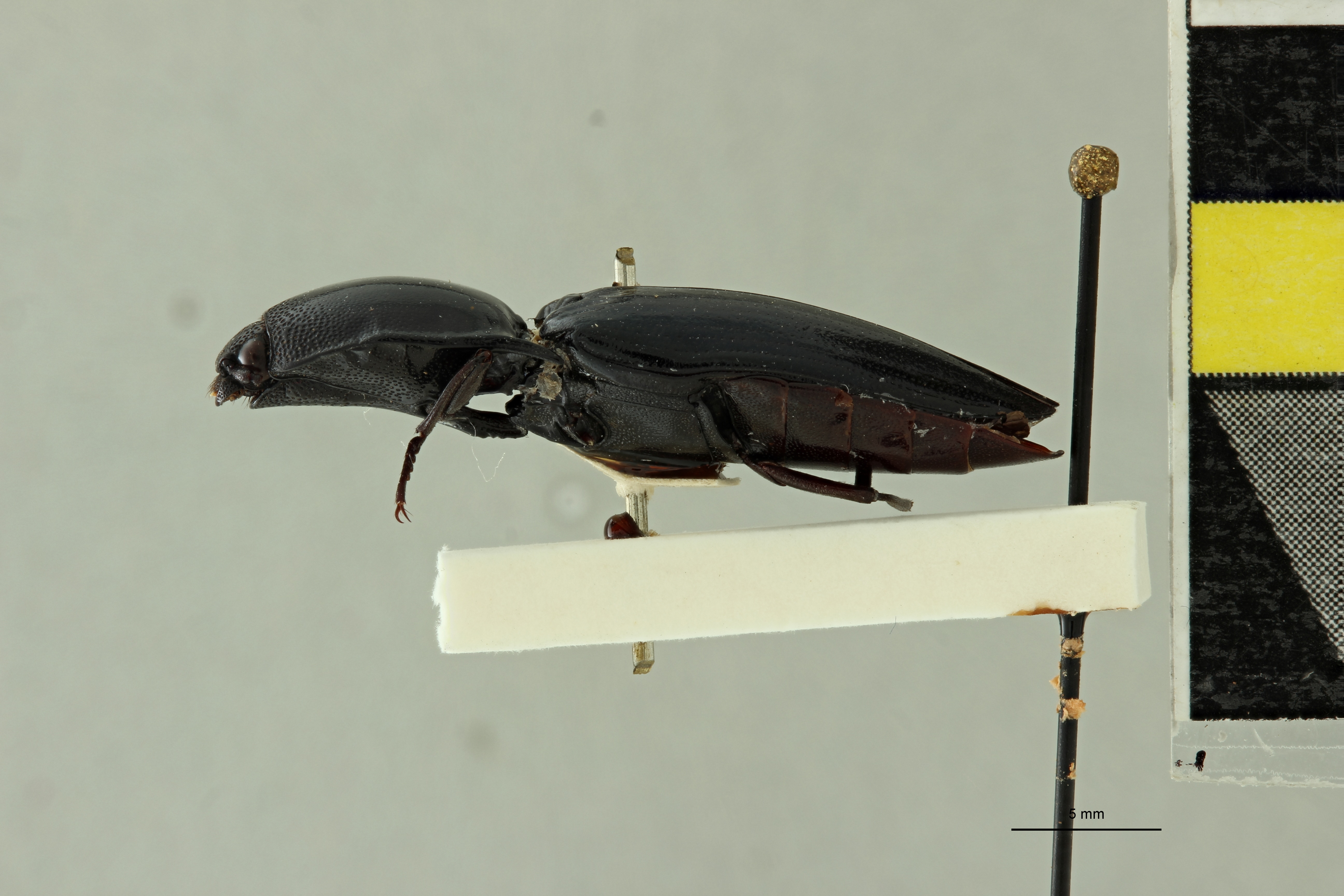 Anthracalaus moricii Lt L.jpg