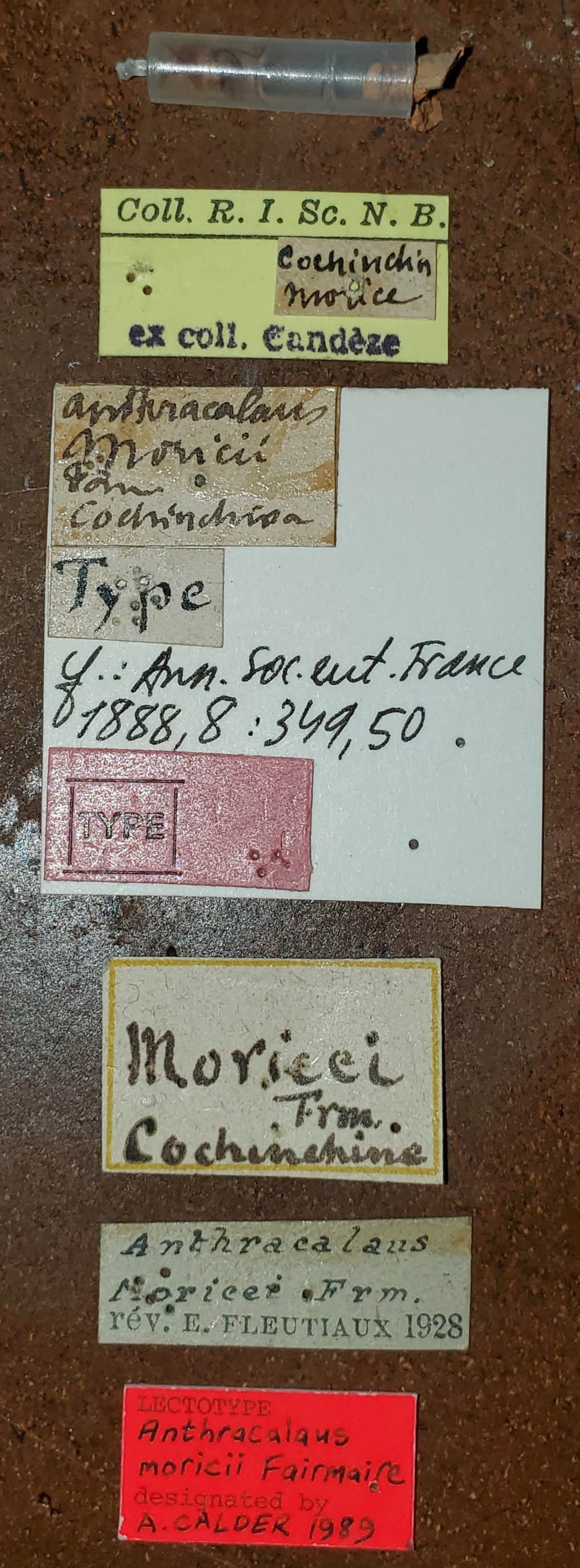 Anthracalaus moricii Lt Labels.jpg
