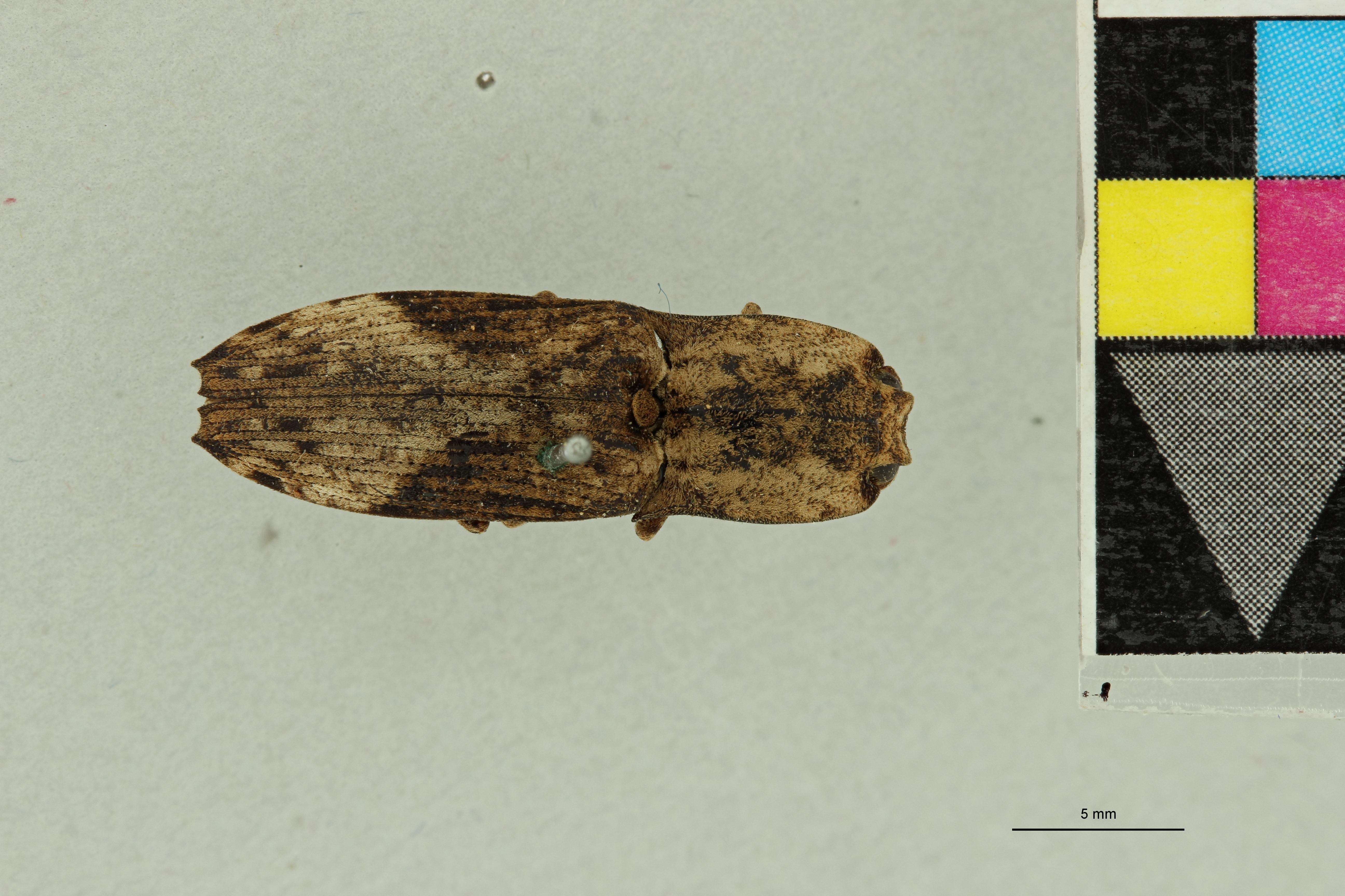 Austrocalais pogonodes F Pt D.jpg