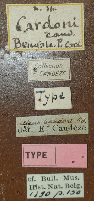 BE-RBINS-ENT Alaus cardoni Type Labels Jerome Constant.JPG BE-RBINS-ENT Alaus cardoni Type Labels Jerome Constant.JPG