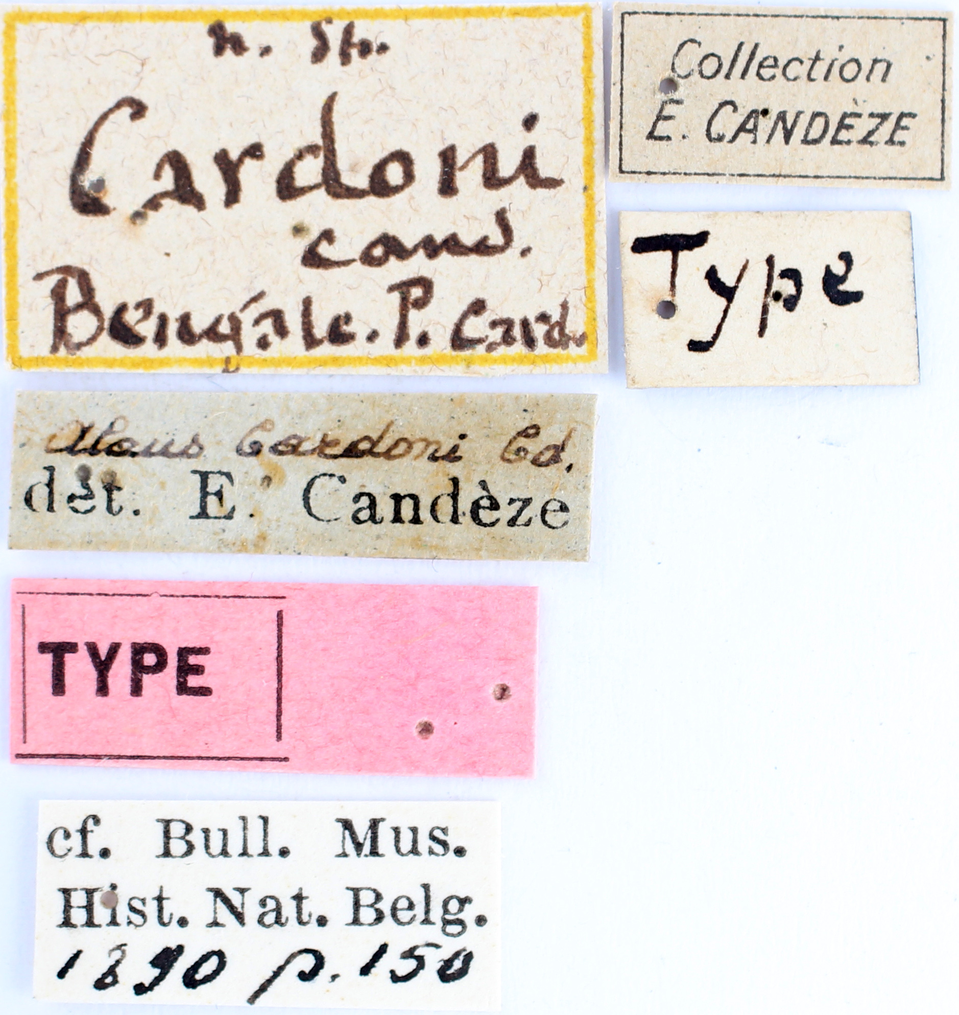 BE-RBINS-ENT Alaus cardoni Type Labels Jerome Constant.JPG