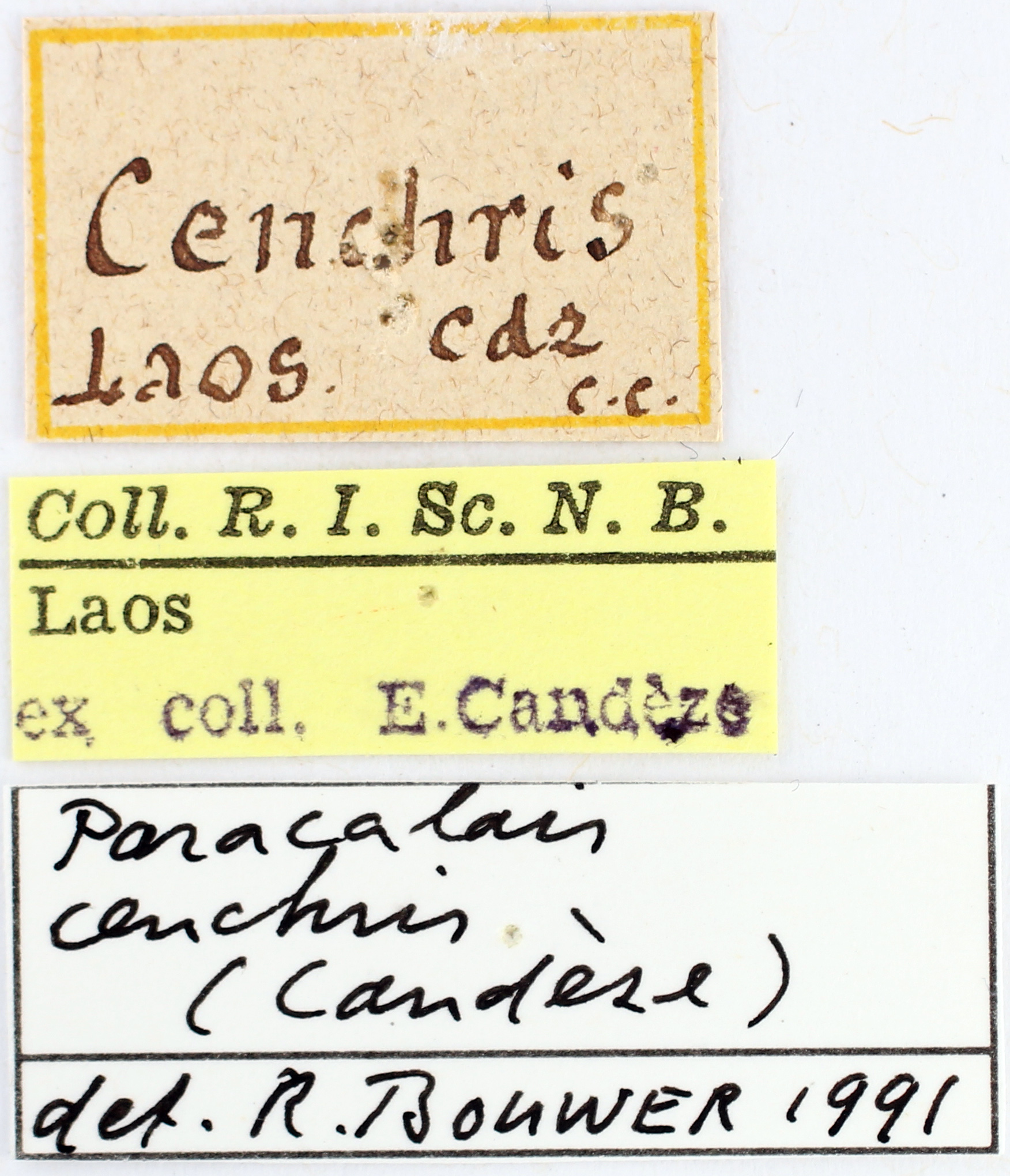 BE-RBINS-ENT Alaus cenchris TYPE Labels Jerome Constant.jpg.JPG