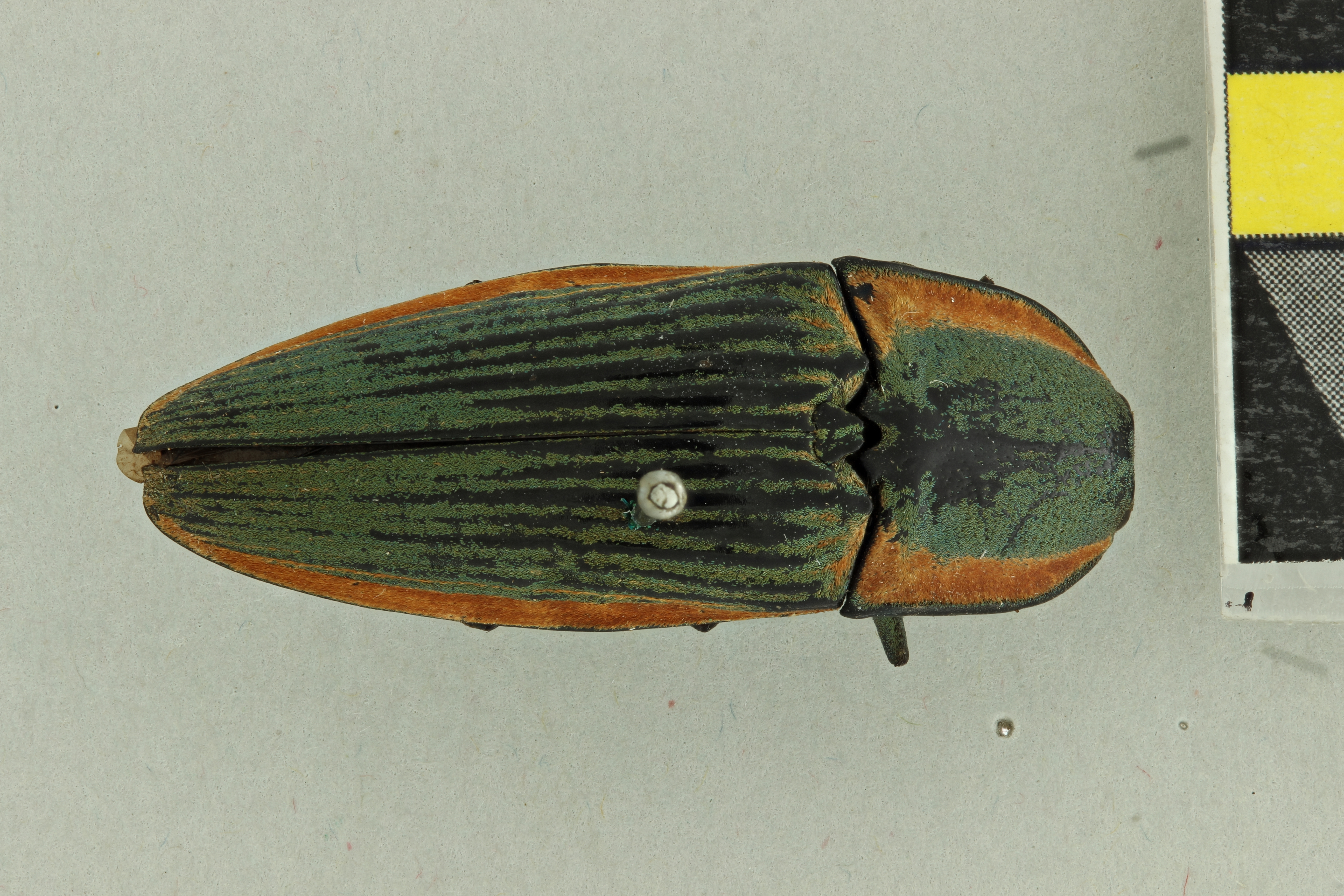 Chalcolepidius aeruginosus T D.jpg